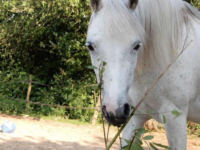 Welsh-B Giumenta 12 Anni 119 cm Grigio pezzato in Westerlee