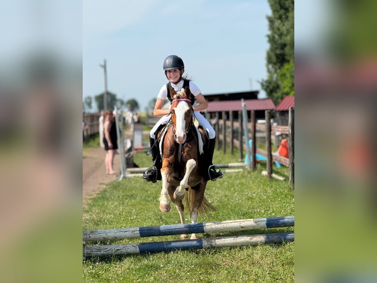 Welsh-B Giumenta 12 Anni 127 cm Sauro in Bergheim