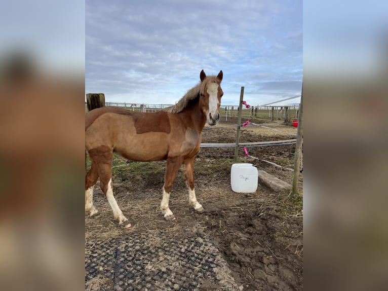 Welsh-B Giumenta 12 Anni 129 cm Sauro in Dortmund