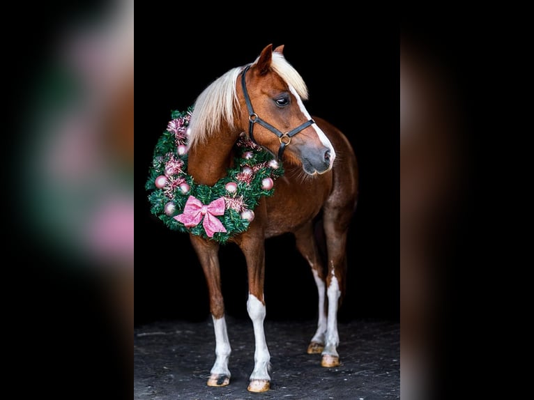 Welsh-B Giumenta 13 Anni 120 cm Baio chiaro in Nieuw-Vennep