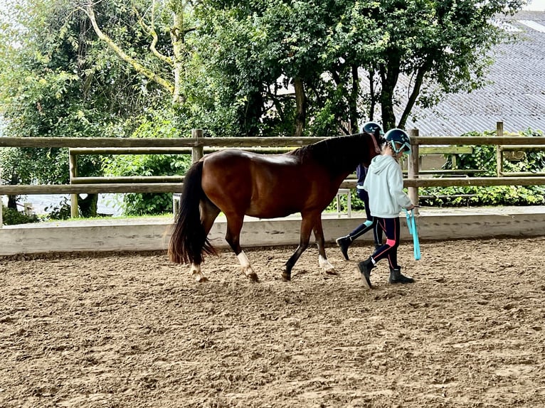 Welsh-B Giumenta 13 Anni 122 cm Baio in Hofheim am TaunusHofheim