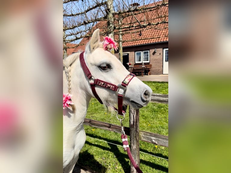 Welsh-B Giumenta 13 Anni 122 cm Grigio in Barneveld