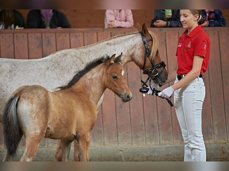 Welsh-B Giumenta 13 Anni 128 cm Roano rosso in Zwingenberg