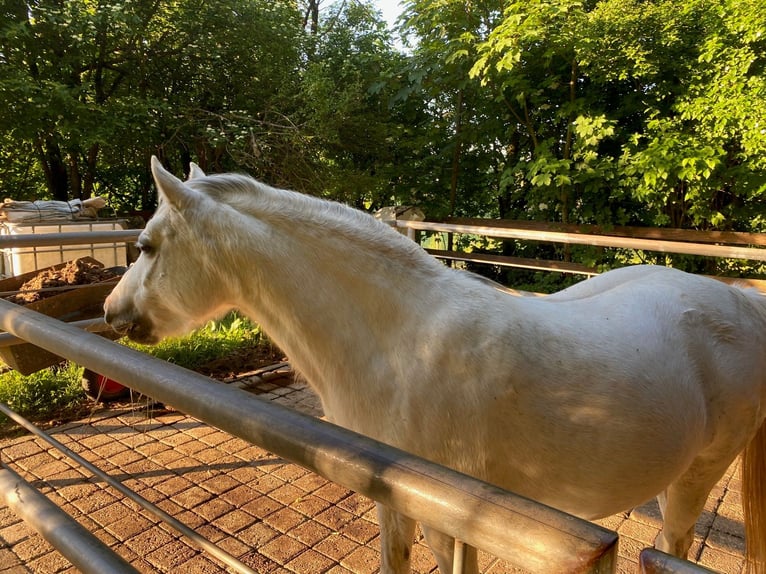 Welsh-B Giumenta 13 Anni 134 cm Grigio in Kindenheim