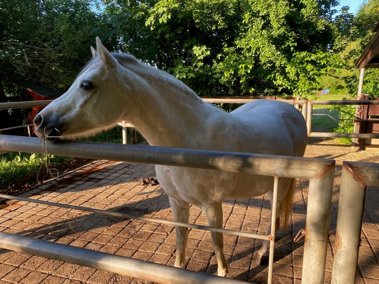 Welsh-B Giumenta 13 Anni 134 cm Grigio in Kindenheim