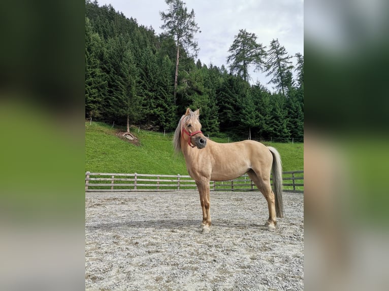 Welsh-B Mix Giumenta 14 Anni 120 cm Falbo in Nauders
