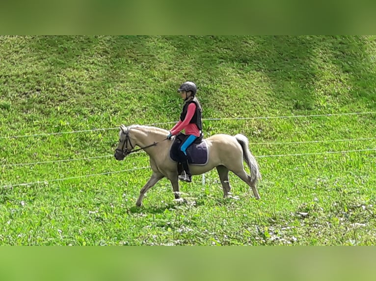 Welsh-B Mix Giumenta 14 Anni 120 cm Falbo in Nauders