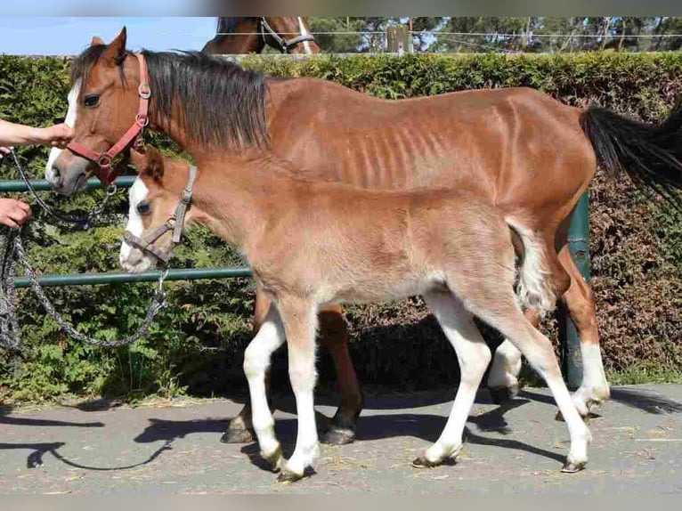 Welsh-B Giumenta 14 Anni 122 cm Sauro in Herznerg