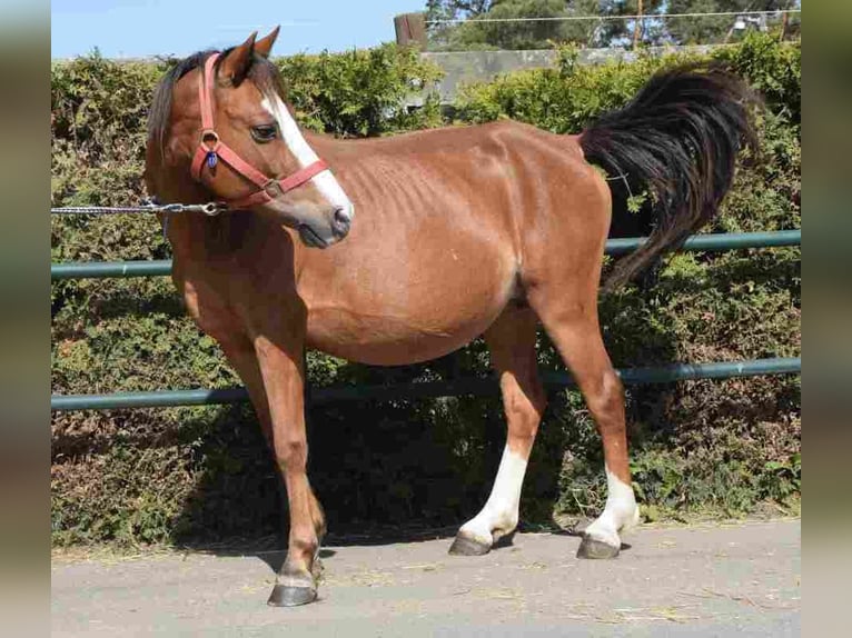 Welsh-B Giumenta 14 Anni 122 cm Sauro in Herznerg