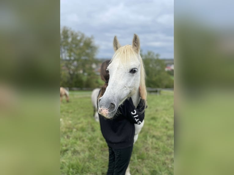 Welsh-B Giumenta 14 Anni 134 cm Grigio in Deuerling