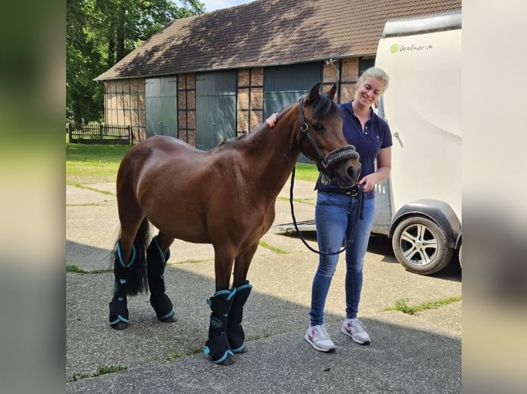 Welsh-B Mix Giumenta 15 Anni 125 cm Baio in Warendorf
