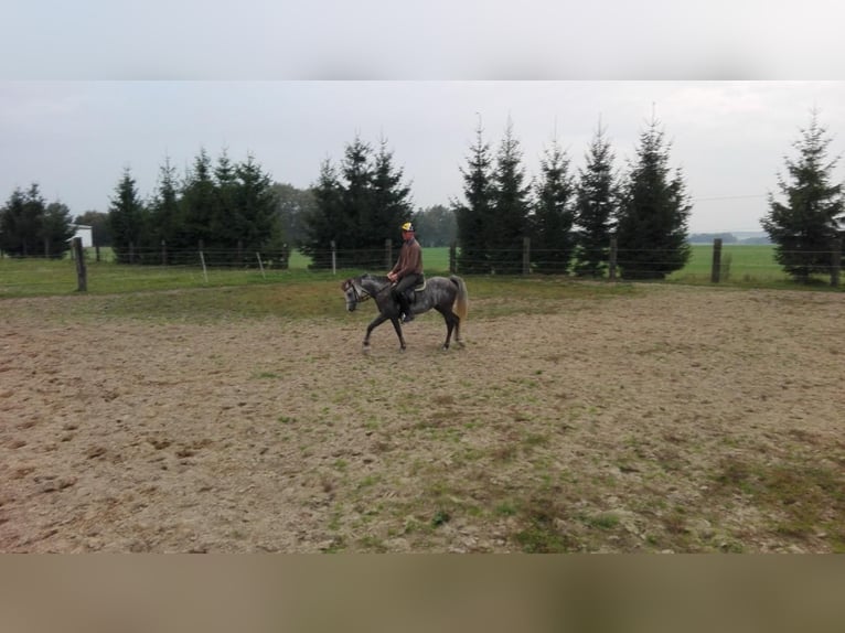 Welsh-B Giumenta 15 Anni 129 cm Grigio in Muchow