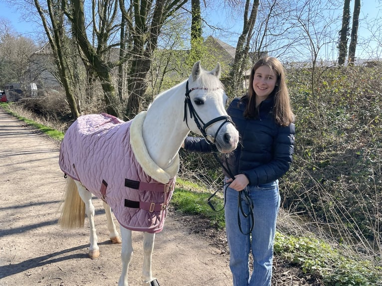 Welsh-B Giumenta 15 Anni 130 cm Grigio in RanschbachLandau