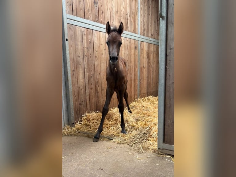 Welsh-B Mix Giumenta 15 Anni 133 cm Grigio in Zerf
