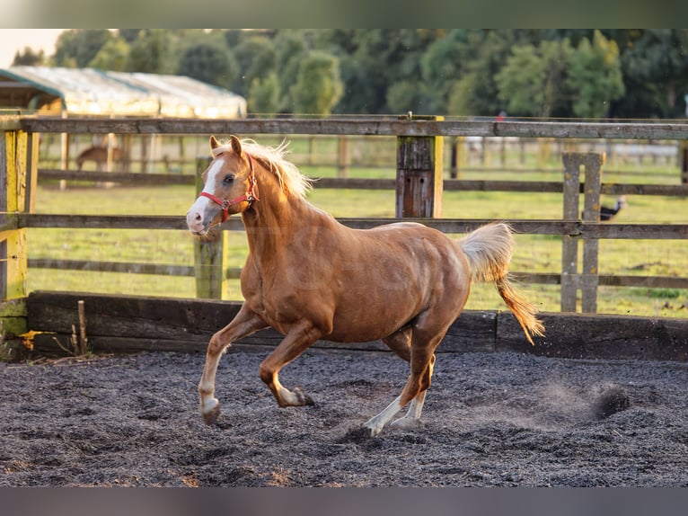 Welsh-B Giumenta 15 Anni 133 cm Sauro in Meerbusch