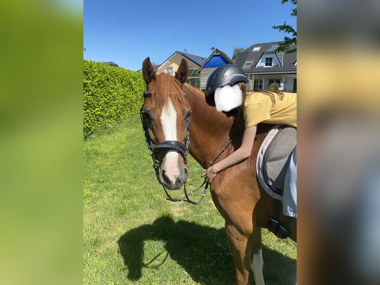 Welsh-B Giumenta 15 Anni 136 cm Sauro in Moers