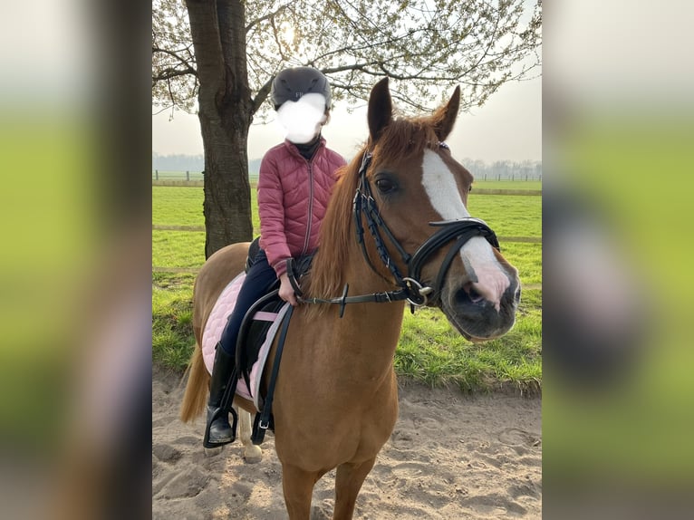 Welsh-B Giumenta 15 Anni 136 cm Sauro in Moers