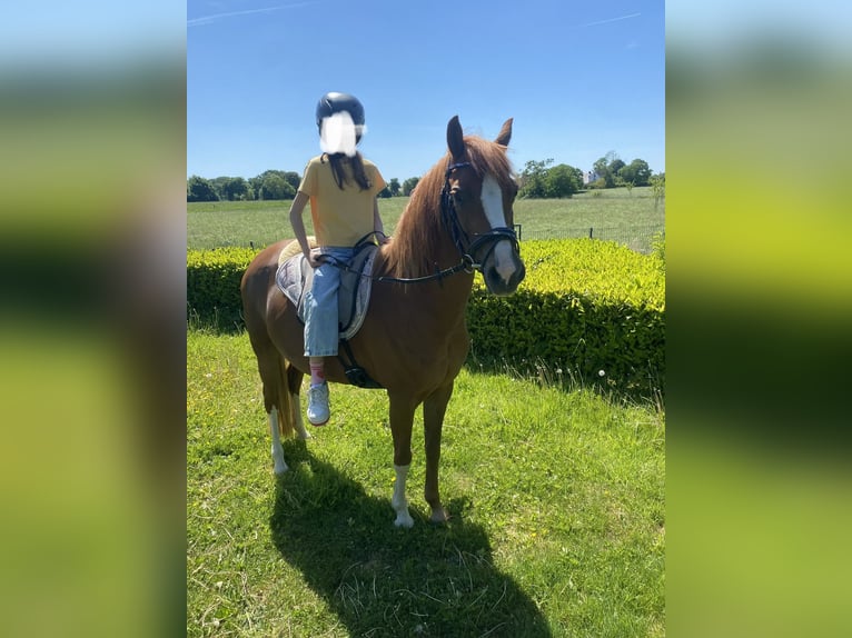 Welsh-B Giumenta 15 Anni 136 cm Sauro in Moers