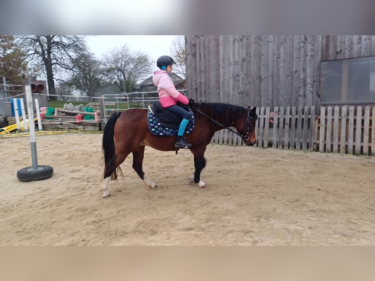 Welsh-B Giumenta 16 Anni 125 cm Baio in St. Martin- Karlsbach