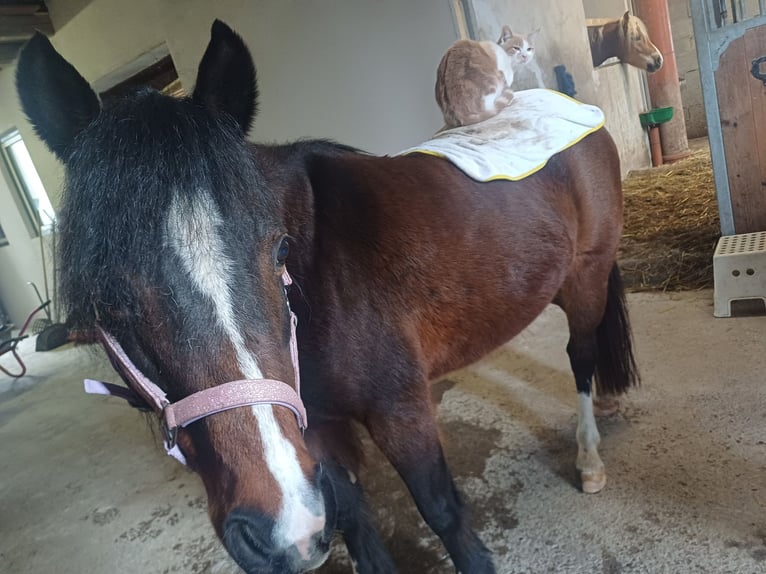 Welsh-B Giumenta 16 Anni 125 cm Baio in St. Martin- Karlsbach