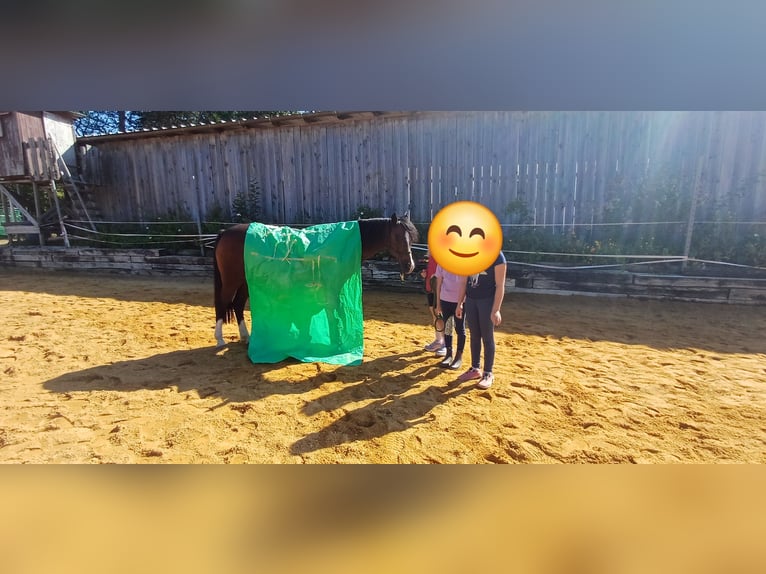 Welsh-B Giumenta 16 Anni 125 cm Baio in St. Martin- Karlsbach