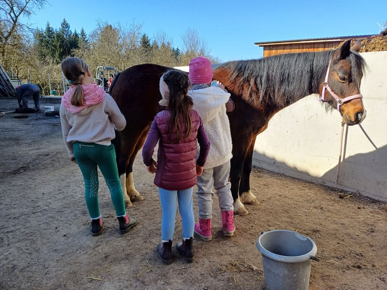 Welsh-B Giumenta 16 Anni 125 cm Baio in St. Martin- Karlsbach