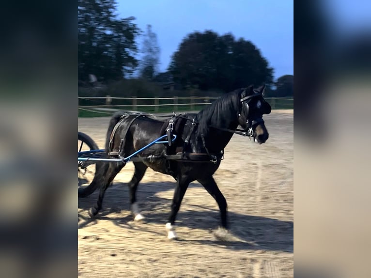 Welsh-B Giumenta 16 Anni 130 cm Baio in Halle