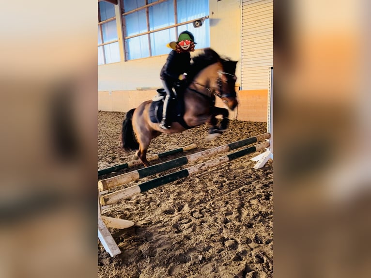 Welsh-B Giumenta 16 Anni 136 cm Baio scuro in Sundern