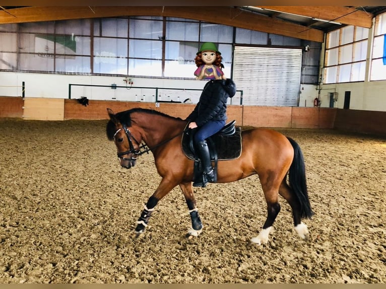 Welsh-B Giumenta 16 Anni 136 cm Baio scuro in Sundern