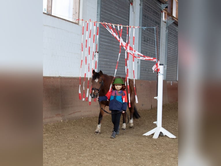 Welsh-B Giumenta 16 Anni 136 cm Baio scuro in Sundern