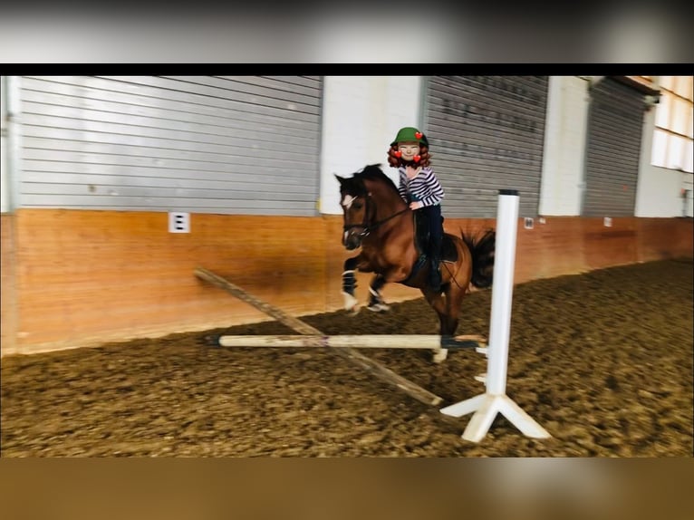 Welsh-B Giumenta 16 Anni 136 cm Baio scuro in Sundern