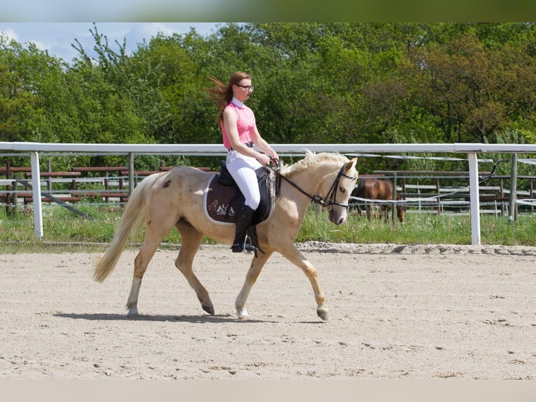 Welsh-B Giumenta 16 Anni 136 cm Palomino in Münstermaifeld