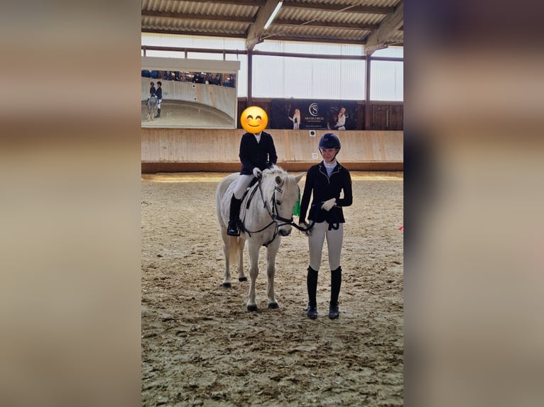 Welsh-B Giumenta 16 Anni 137 cm Grigio in Gschwend