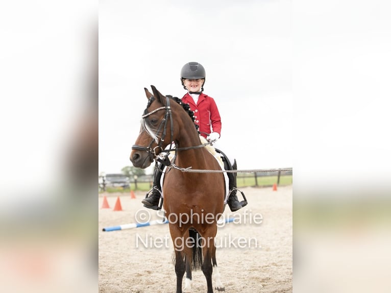 Welsh-B Giumenta 16 Anni Baio in Leiderdorp