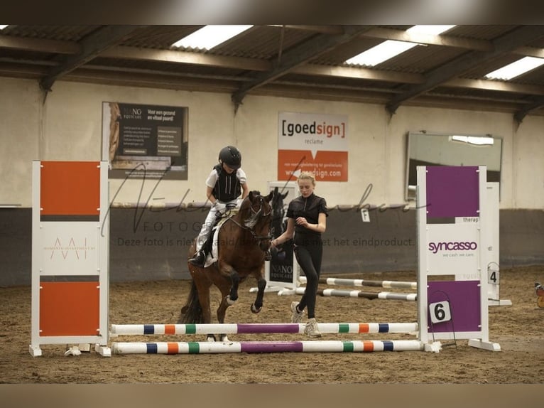 Welsh-B Giumenta 16 Anni Baio in Leiderdorp