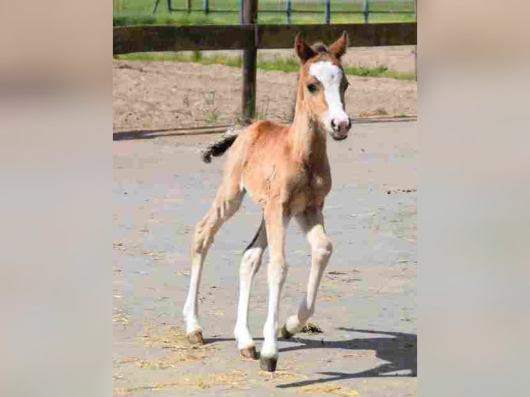 Welsh-B Giumenta 17 Anni 120 cm Baio in Herzberg