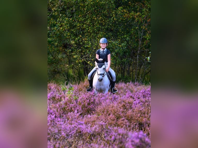 Welsh-B Giumenta 17 Anni 127 cm Grigio in Havelte