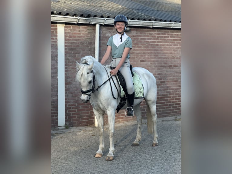 Welsh-B Giumenta 17 Anni 127 cm Grigio in Havelte