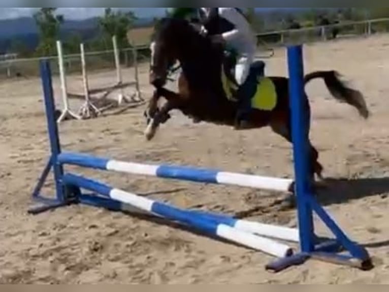 Welsh-B Giumenta 18 Anni 124 cm Baio chiaro in Villanueva De PeralesBrunete