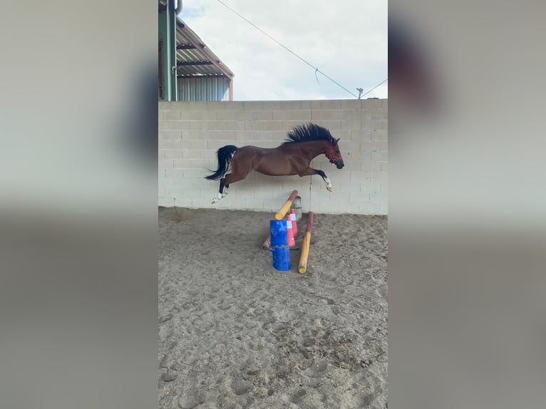 Welsh-B Giumenta 18 Anni 124 cm Baio chiaro in Villanueva De PeralesBrunete