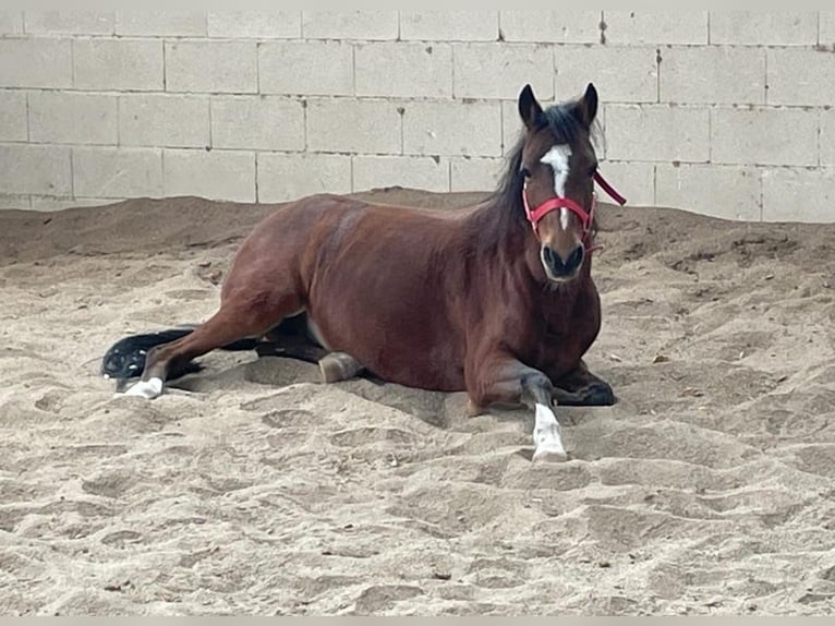 Welsh-B Giumenta 18 Anni 124 cm Baio chiaro in Villanueva De PeralesBrunete