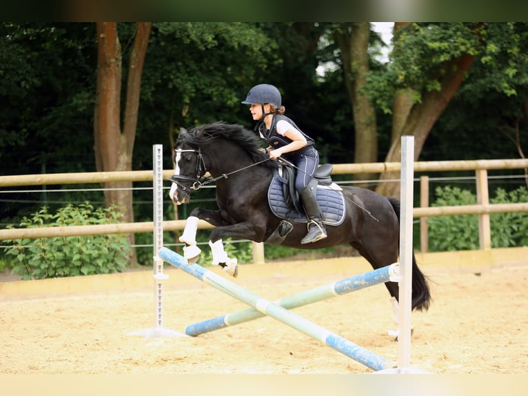 Welsh-B Giumenta 18 Anni 125 cm  in Hürth