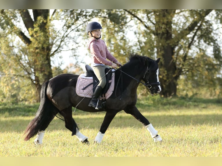 Welsh-B Giumenta 18 Anni 125 cm  in Hürth
