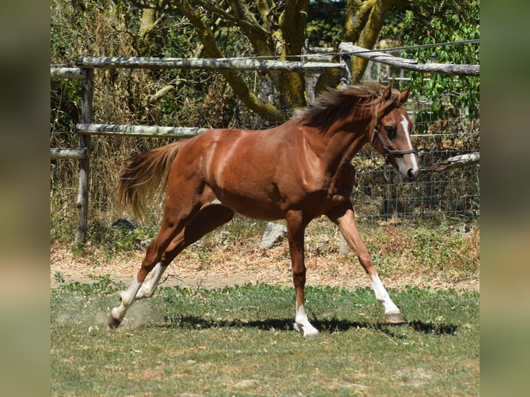 Welsh-B Giumenta 1 Anno 132 cm Sauro in la chapelle bâton