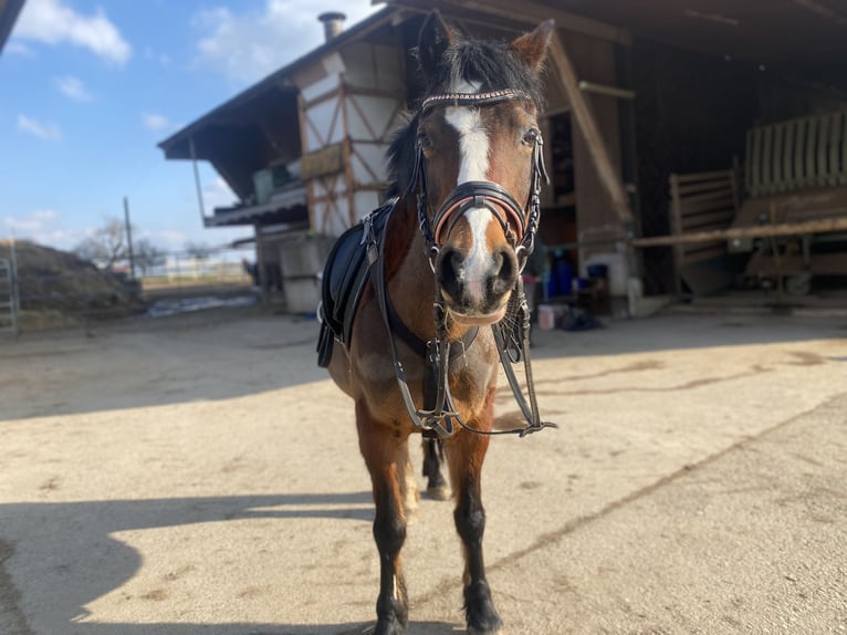 Welsh-B Giumenta 20 Anni 122 cm Baio in Thundorf