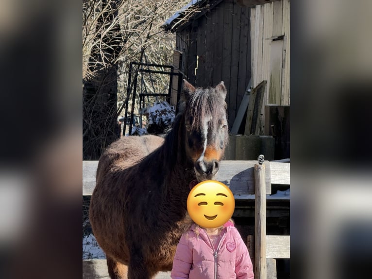 Welsh-B Giumenta 21 Anni 130 cm Baio scuro in TambergauHinterstoder