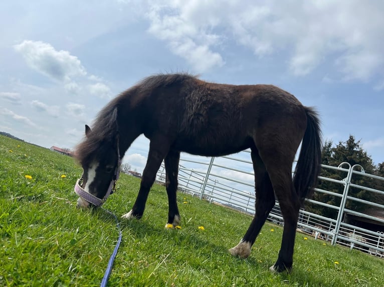 Welsh-B Mix Giumenta 2 Anni 110 cm Pelle di daino in Bad Wurzach