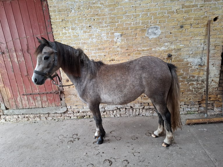 Welsh-B Giumenta 2 Anni 118 cm Leardo in Balk