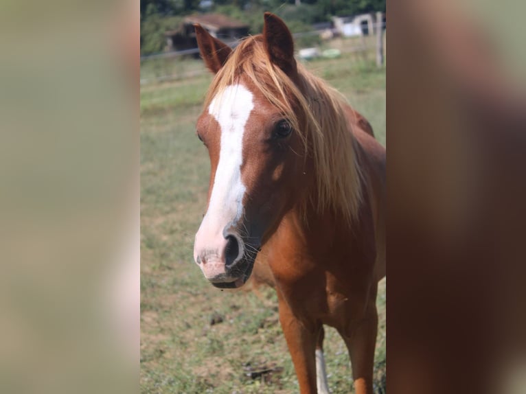 Welsh-B Giumenta 2 Anni 120 cm Sauro in FEUGAROLLES