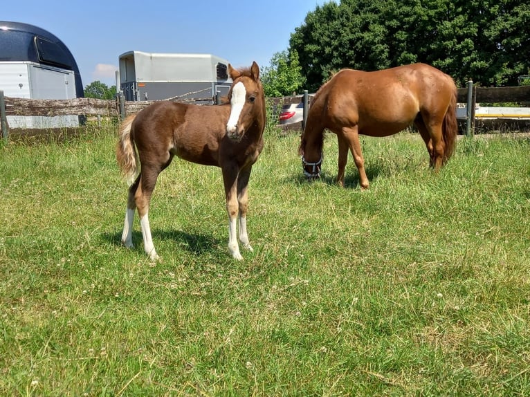 Welsh-B Giumenta 2 Anni 120 cm Sauro in Niederzier